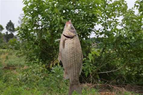 西安哪裏可以釣鯽魚 且談西安的生態環境與釣魚文化